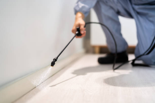 Certified termite inspector examining foundation in Cool Valley