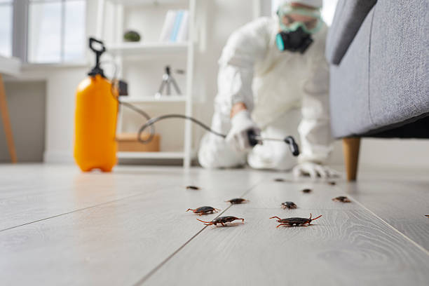 Post-Treatment Bed Bug Interceptor Monitoring in Cool Valley